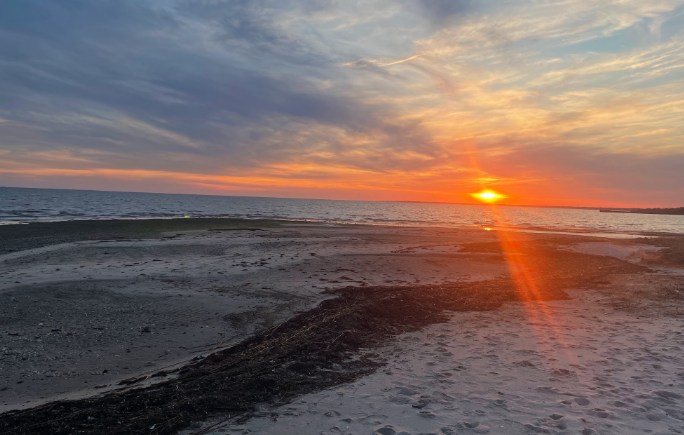 Defeating Dasysiphonia Japonica 1